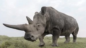 Zacharia Mutai